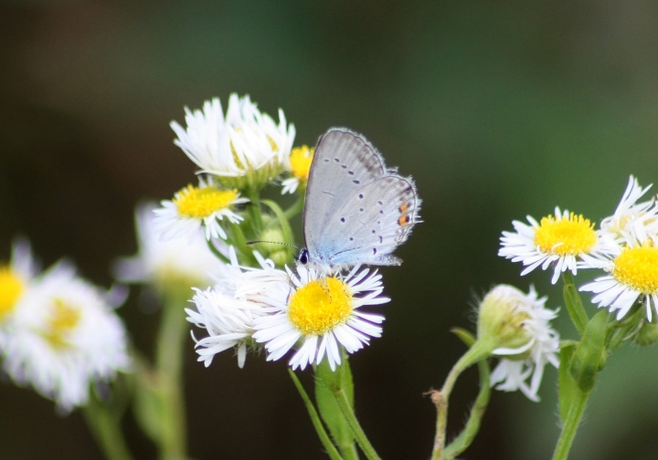 Conferma ID licenidi